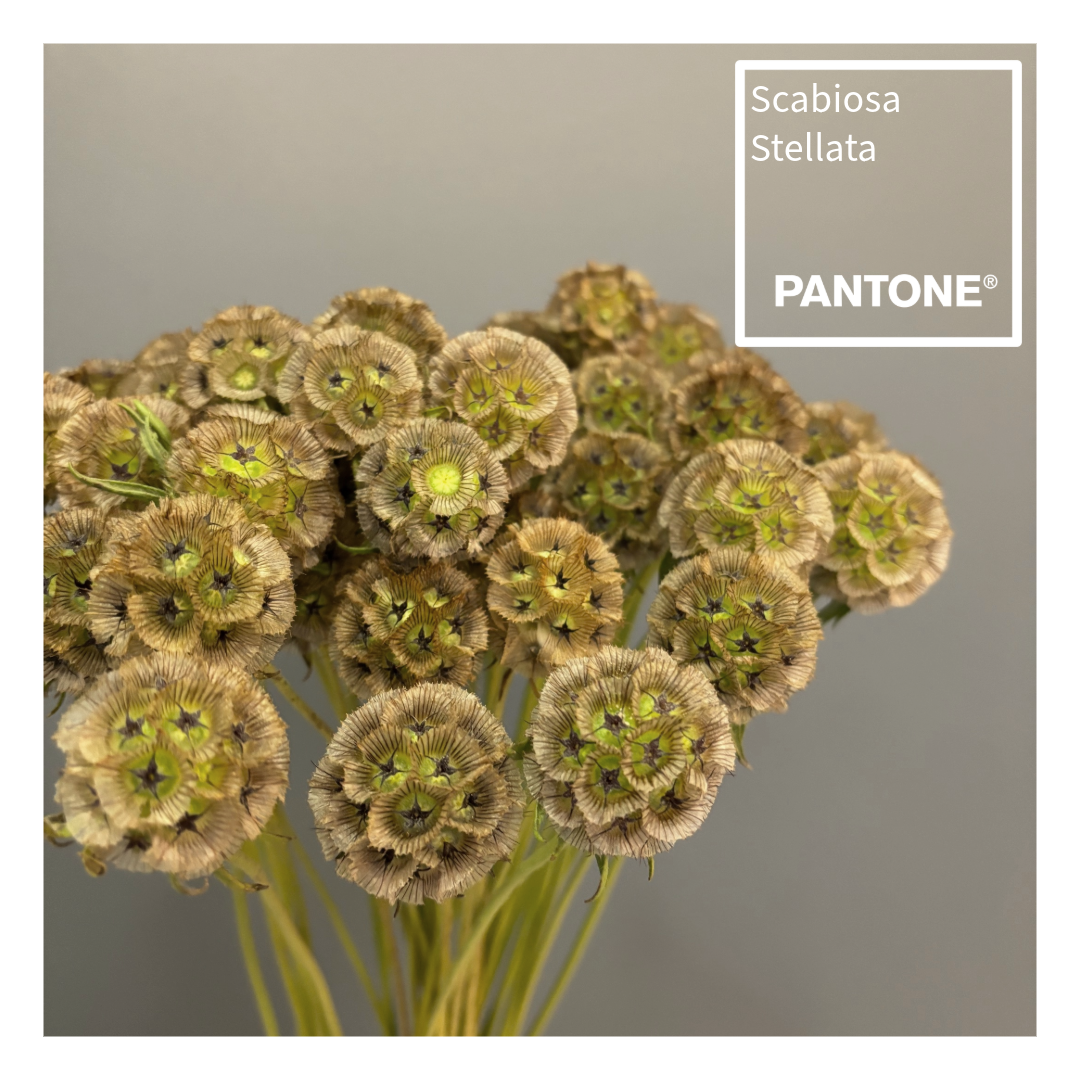 Pantone insta 1.6.png (1.58 MB)